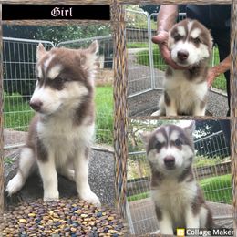 Siberian Husky Puppies from Blue Moon Siberian Husky Haven