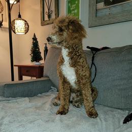 Harley - Poodle