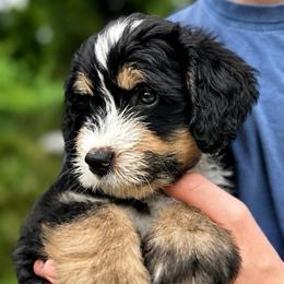 Jamiroquai - Tri-color male Bernedoodle puppy in Little Rock, Arkansas from Darlin’s Doodles