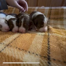 Shadow - Red tri-color female Australian Shepherd puppy in Arcanum, Ohio from Krafthaus Rottweilers
