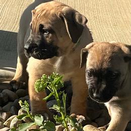 Lime green collar male - Brown male Boerboel puppy in Guysville, Ohio from Fueled Kennel