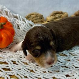 Boy 2 - Chocolate and cream male Dachshund puppy in Mesquite, Texas from AB Dachshund