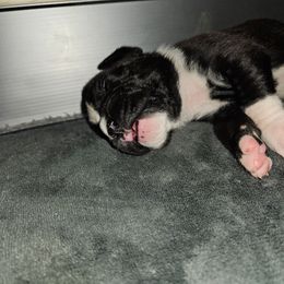 Female 2 - Brindle - Brindle female Boxer puppy in Prospect, Pennsylvania from Suttonhaus Boxers