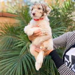 Aussiedoodle, Bernedoodle, Goldendoodle, and Poodle Puppies from Teddy Doodles & Standard Poodles
