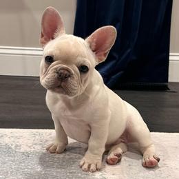 Cream - Cream male French Bulldog puppy in Smithfield, North Carolina from Roughneck Frenchies
