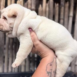 Wesley - Cream male Chinese Shar-Pei puppy in Lehigh Acres, Florida from Florida Wrinkles