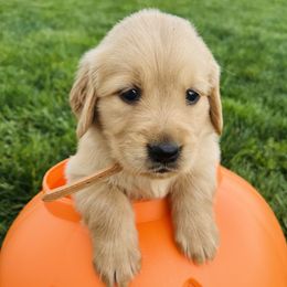 Paris - Golden female Golden Retriever puppy in Blackfoot, Idaho from Ivy’s Goldens