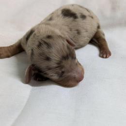 Lemon - Dapple female Dachshund puppy in Sonora, Kentucky from Maple Hill Miniature Dachshunds