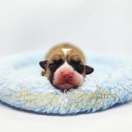 Nile - Sable male Pembroke Welsh Corgi puppy in Hickory, South Carolina from Whimsical Treasure Corgis