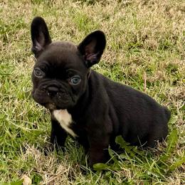 Dark Night - Black male French Bulldog puppy in Temple, Texas from Teak’s Texas Frenchie’s