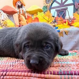 Blue - Chocolate male Labrador Retriever puppy in Heath Springs, South Carolina from Rich Hill Retrievers