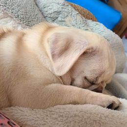 Pug Puppies from Hatfield Pugs