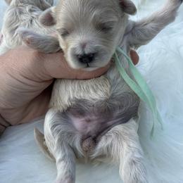 Clove - Apricot female Maltipoo puppy in Fredericktown, Missouri from Doodle Pups Fur-Ever