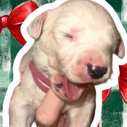 Holiday - White and black female Dalmatian puppy in Bremen, Georgia from Clark’s Dalmatians