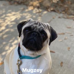 Pugs from KoMugPugs