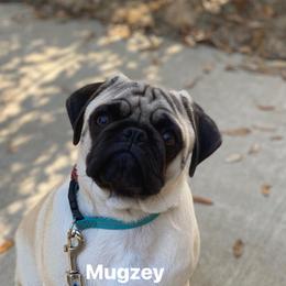 Pugs from KoMugPugs