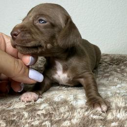 Female 3 - Chocolate and tan female Dachshund puppy in El Campo, Texas from Creamer Creek Kennel