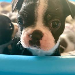 Mert - Black and white male Boston Terrier puppy in Yale, Michigan from Smith Sister Kennels