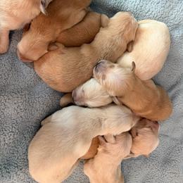 Boy 1 - Golden male Golden Retriever puppy in Amherst, Virginia from Knight's Golden Acres