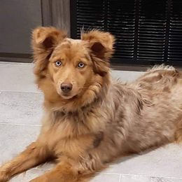 Caramel - Australian Shepherd