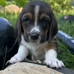 Baby dark blue - Black brown and white male Basset Hound puppy in Meyersdale, Pennsylvania from Susan's Basset Hounds