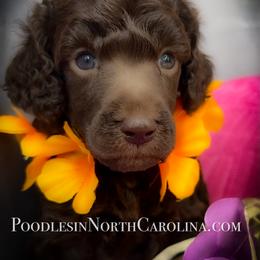 Poodle Puppies from Grace Poodles