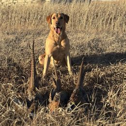 Lady - Labrador Retriever