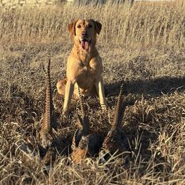 Lady - Labrador Retriever