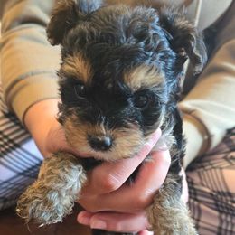 Biewer Terrier, Yorkipoo, and Yorkshire Terrier Puppies from Tiny Paws Luxury Pets