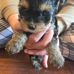 Biewer Terrier, Yorkipoo, and Yorkshire Terrier Puppies from Tiny Paws Luxury Pets