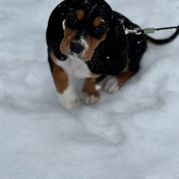 Basset Hound and Dachshund Puppies from V's Southern Angels