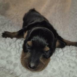 Bunny AKC Black and tan female mini dachshund, carries piebald and dilute. Pet price ( On hold while thriving) - Black and tan female Dachshund puppy in Las Cruces, New Mexico from The Dachshund Den