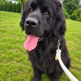 Navee - Newfoundland