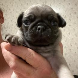 Boy 1 - Fawn male Pug puppy in Olin, North Carolina from Piggy Pugs