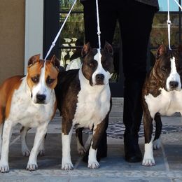 American Staffordshire Terriers from Aim High Kennels