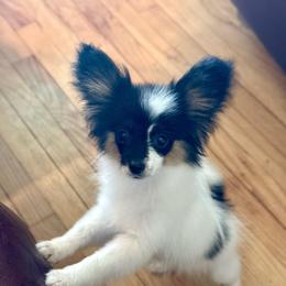 Kandy - White black and tan female Papillon puppy in Missouri from Lovely Acres