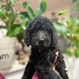 Platinum - Blue female Poodle puppy in Hesperia, California from Whitesock Standard Poodles