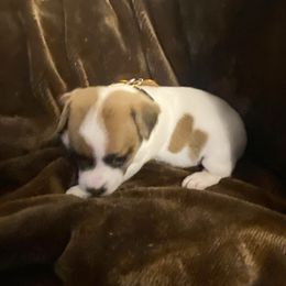 Girl 4 - Tri-color female Jack Russell Terrier puppy in Centerville, Pennsylvania from Rose Haven Farm
