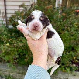 Cedar - Brown and white male Bernedoodle puppy in Midland, Michigan from Northern Charm Farm