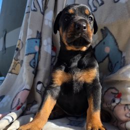 Brown - Black and rust female Doberman Pinscher puppy in Denham Springs, Louisiana from Franklin Dobermans