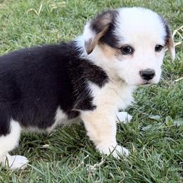 Indy - Black and tan female Pembroke Welsh Corgi puppy in Hillsville, Virginia from Bonderosa Kennels