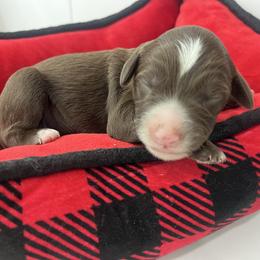 Mocha - Chocolate male Australian Labradoodle puppy in Orange, California from Little Kingdom Doodles
