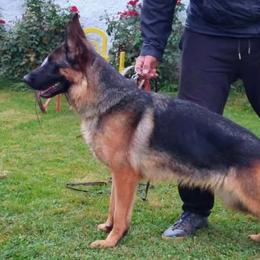 Rita - German Shepherd