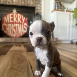Baby Belle - Lilac female Boston Terrier puppy in Wildwood, Missouri from Belleville Bostons