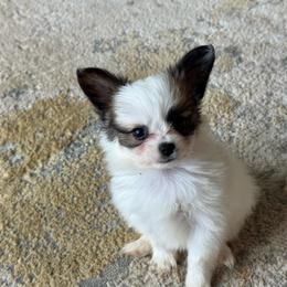 Lucie's white and sable boy 2 - White and sable male Papillon puppy in Shirley, Arkansas from Lucky Pups