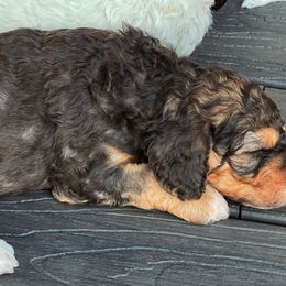 Australian Labradoodle Puppies from JoaLins Labradoodles