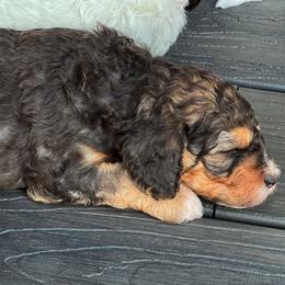 Australian Labradoodle Puppies from JoaLins Labradoodles