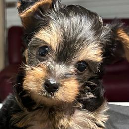 Maverick( click pic) - Black and tan male Yorkshire Terrier puppy in Kingston, Oklahoma from Lake Life