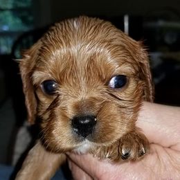 Cavalier King Charles Spaniel Puppies from Cavaliers of the County Macon