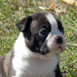 Boston Terrier Puppies from Wolf Ridge Boston Terriers